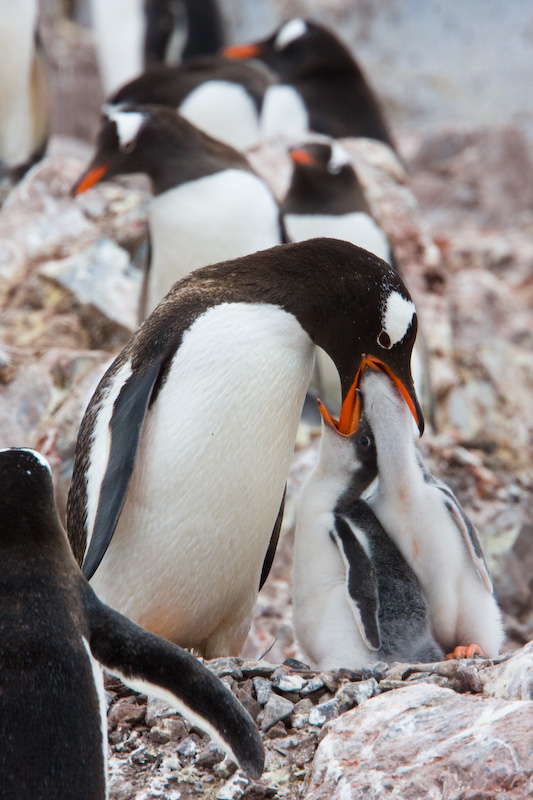 Gentoo Penguin Feeding Chicks